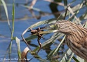 Crabiers chevelus